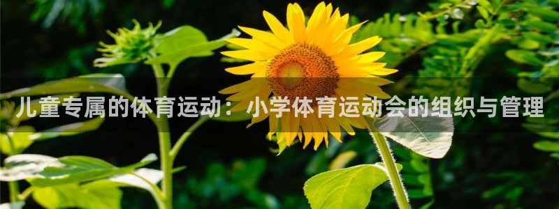 风速体育直播
